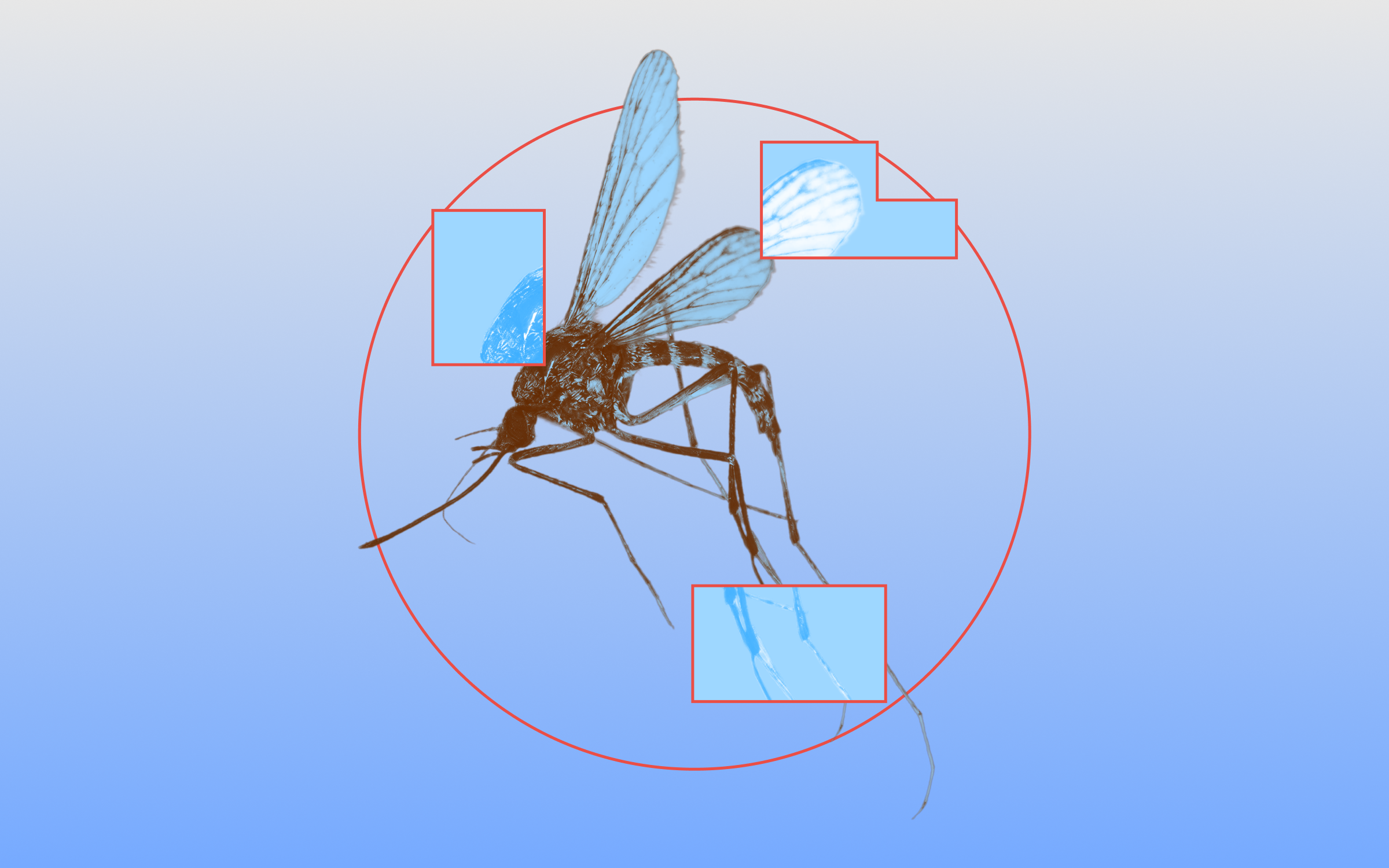 An illustration of a mosquito.