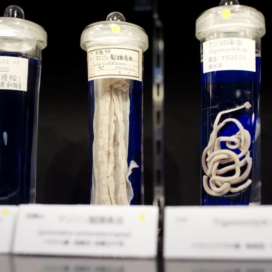 parasite museum tokyo