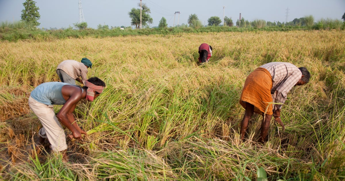 CGIAR is essential to feeding the world | Bill Gates