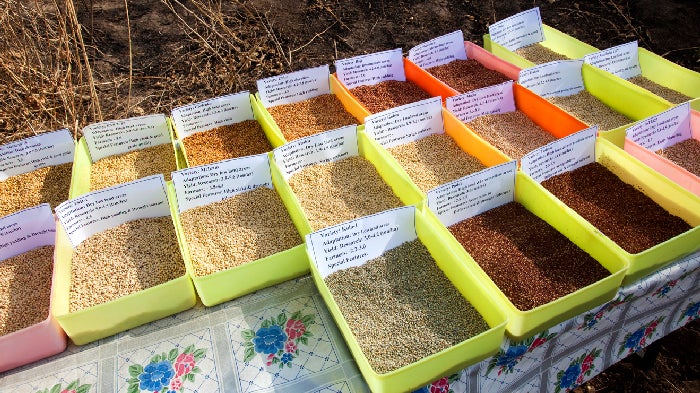 "Sorghum is Widely Used as Both Food and Grain" 