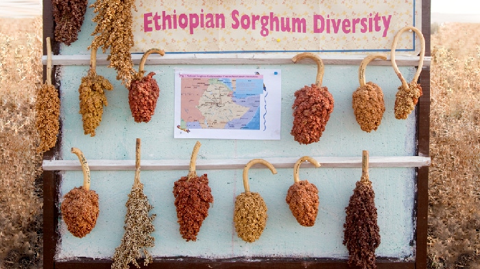"Sorghum Demonstration at Melkassa Agricultural Research Station"