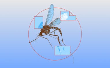 An illustration of a mosquito.